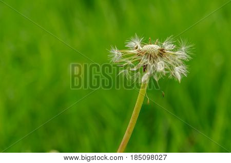 Spring Flowers Beautiful Dandelions In Green Grass.
