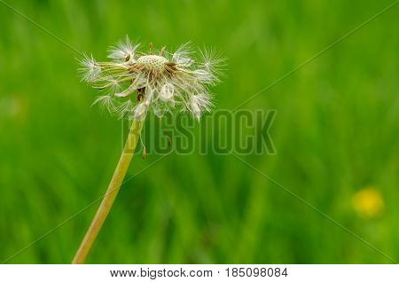 Spring Flowers Beautiful Dandelions In Green Grass.