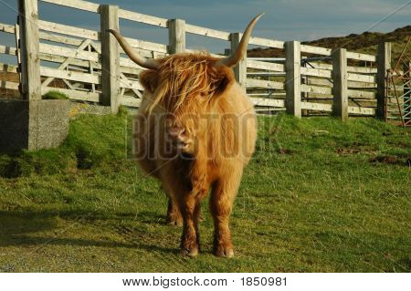 Mucca delle Highlands, Scozia