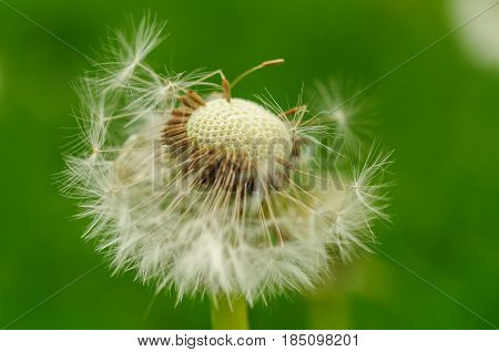 Spring Flowers Beautiful Dandelions In Green Grass.