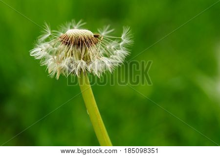Spring Flowers Beautiful Dandelions In Green Grass.