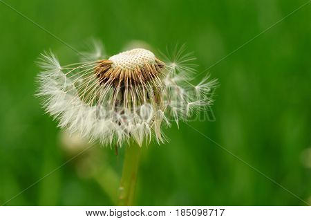 Spring Flowers Beautiful Dandelions In Green Grass.