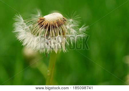 Spring Flowers Beautiful Dandelions In Green Grass.