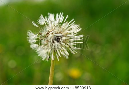 Spring Flowers Beautiful Dandelions In Green Grass.