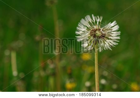 Spring Flowers Beautiful Dandelions In Green Grass.