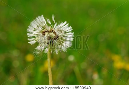 Spring Flowers Beautiful Dandelions In Green Grass.