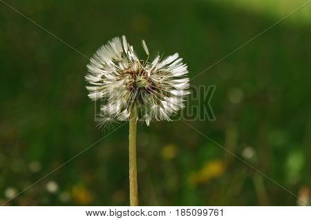 Spring Flowers Beautiful Dandelions In Green Grass.