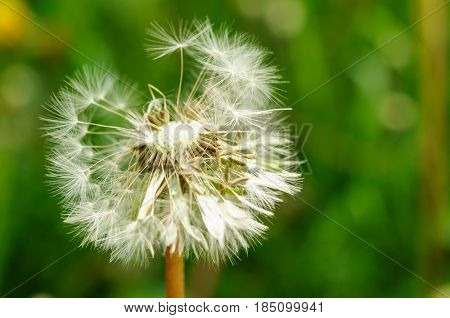 Spring Flowers Beautiful Dandelions In Green Grass.