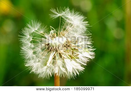 Spring Flowers Beautiful Dandelions In Green Grass.