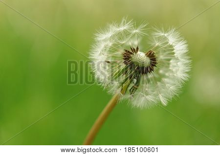 Spring Flowers Beautiful Dandelions In Green Grass.