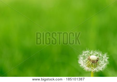 Spring Flowers Beautiful Dandelions In Green Grass.