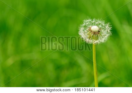 Spring Flowers Beautiful Dandelions In Green Grass.