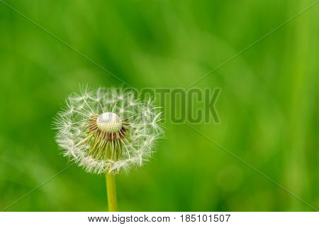 Spring Flowers Beautiful Dandelions In Green Grass.