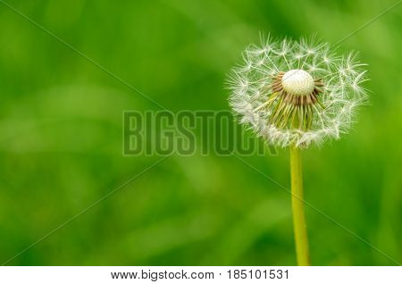 Spring Flowers Beautiful Dandelions In Green Grass.