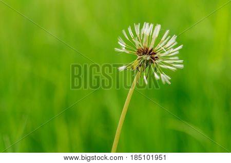 Spring Flowers Beautiful Dandelions In Green Grass.