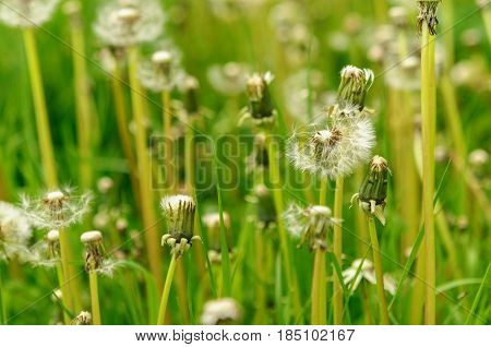 Spring Flowers Beautiful Dandelions In Green Grass.
