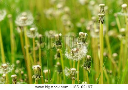 Spring Flowers Beautiful Dandelions In Green Grass.