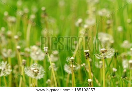 Spring Flowers Beautiful Dandelions In Green Grass.