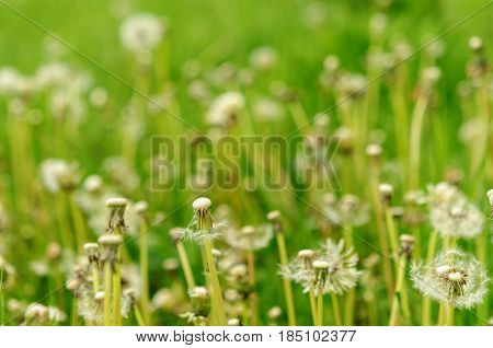 Spring Flowers Beautiful Dandelions In Green Grass.