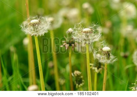 Spring Flowers Beautiful Dandelions In Green Grass.