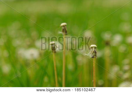 Spring Flowers Beautiful Dandelions In Green Grass.