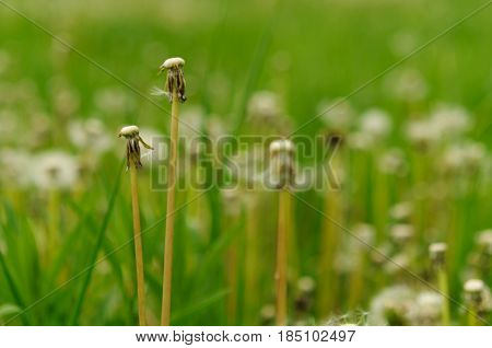Spring Flowers Beautiful Dandelions In Green Grass.