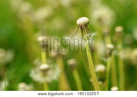 Spring Flowers Beautiful Dandelions In Green Grass.