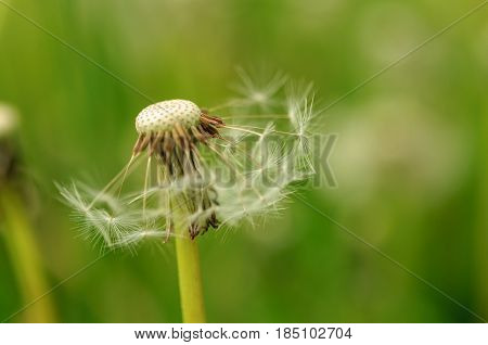 Spring Flowers Beautiful Dandelions In Green Grass.