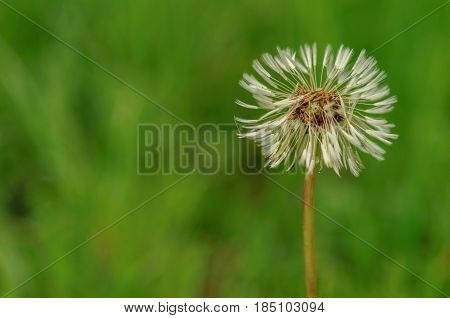Spring Flowers Beautiful Dandelions In Green Grass.
