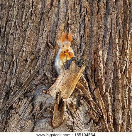small fluffy squirrel eating pastry on tree