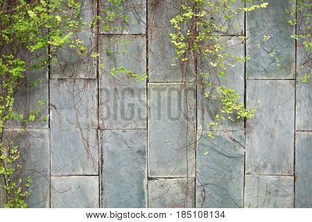 Green Vine Plant Hanging Marble Brick Wall Background. This Image For Nature And Texture Concept