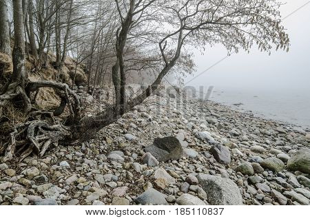 Stony coast of Baltic sea foggy in the morning