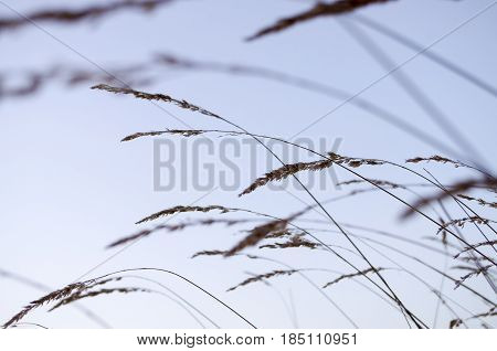 Tall dry grass in the autumn evening field