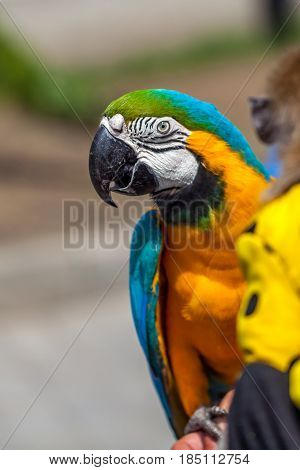 Closeup Portrait Of  A Colorful Parrot, Bird