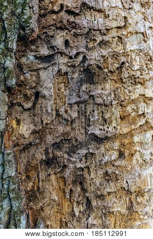 Tree Bark Texture