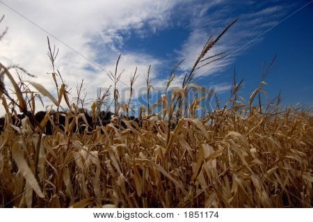Corn3