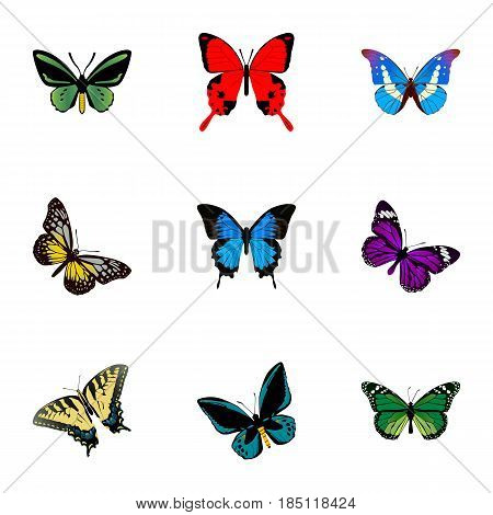 Realistic Birdwing, Demophoon, Bluewing And Other Vector Elements. Set Of Moth Realistic Symbols Also Includes Purple, Fly, Malachite Objects.