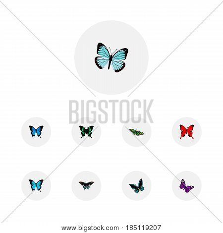 Realistic Common Blue, Lexias, Demophoon And Other Vector Elements. Set Of Beautiful Realistic Symbols Also Includes Blue, Tropical, Cypris Objects.