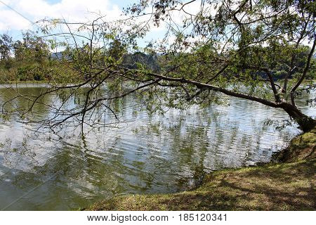 natureza com lago lindo e árvore na água