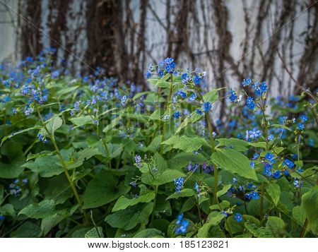 Blue flower stripe with ivy grown wall in the background