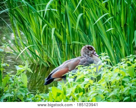 Duck hiding in reed at a rural pond