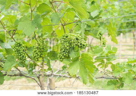 young green grape on the tree in farm - can use to display or montage on product