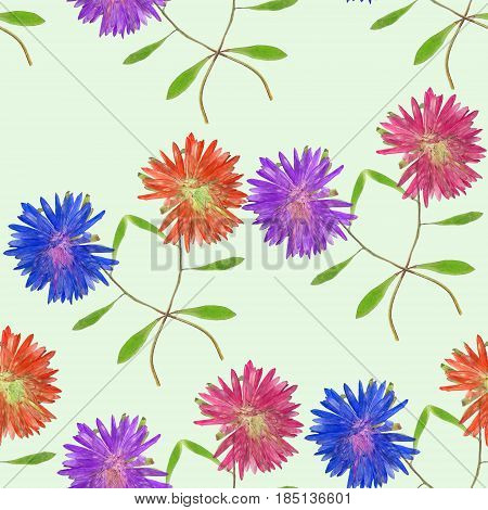 Aster Michaelmas daisy. Texture of flowers. Seamless pattern for continuous replicate. 
