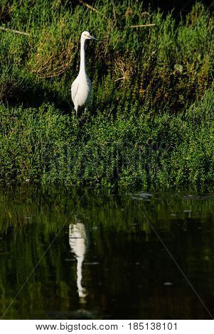 A Great White Egret (ardea alba) in tall green vegetation head pointing right breeding plumage reflection in the water.