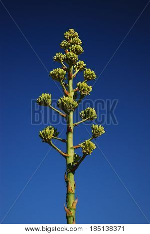 An agave stalk about to bloom against a vibrant blue sky. Portrait format