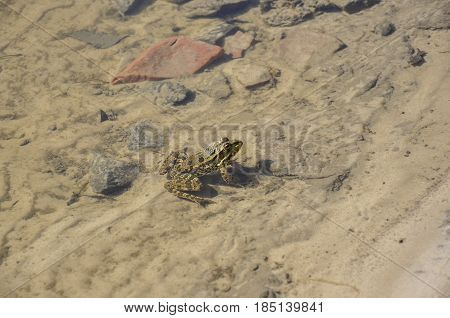 Frog green and brown color is sitting in the river water on the sand and stones