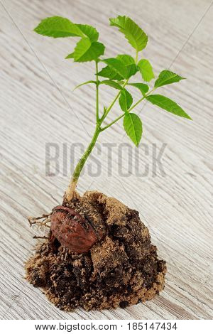 Sprout of a young walnut on wooden background