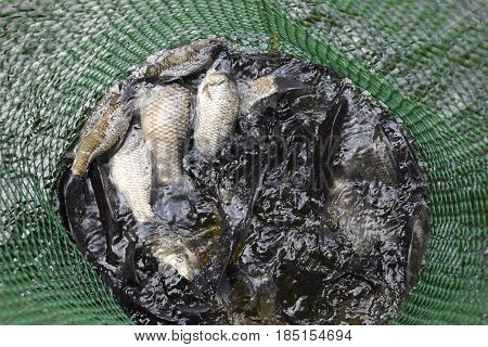 River Fish In A Green Plastic Grid In A Pond. Fish Catch. Carp And Carp. Weed Fish.
