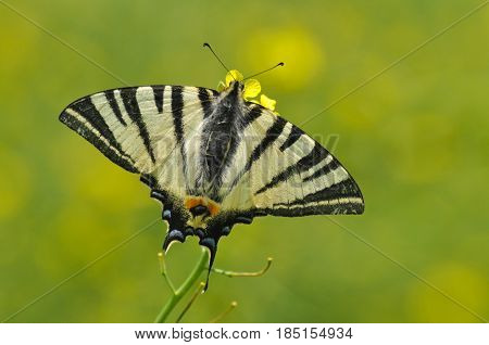 Iphiclides podalirius, Scarce swallowtail Butterfly feeding on yellow flower with a beautiful green background
