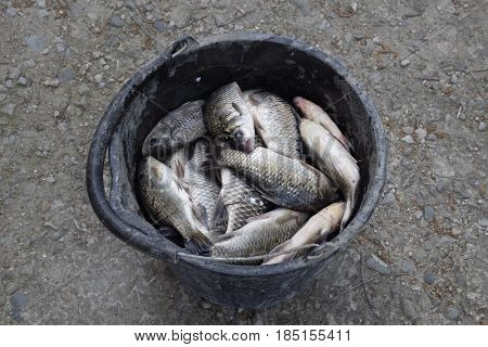 River Fish In A Plastic Bucket. Fish Catch. Carp And Carp. Weed Fish.